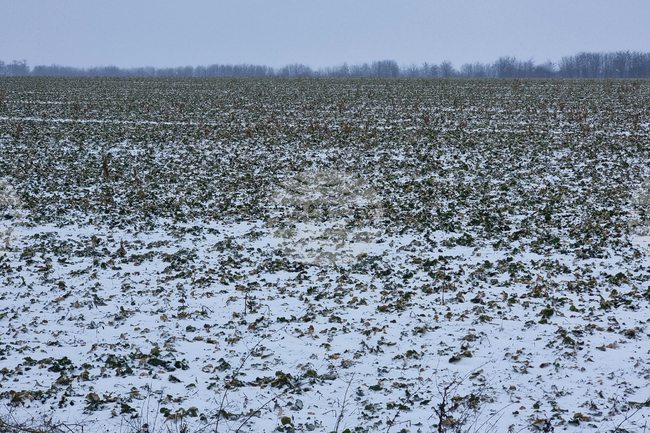 В област Добрич отчитат добри условия за предстоящата сеитба на царевица и слънчоглед 