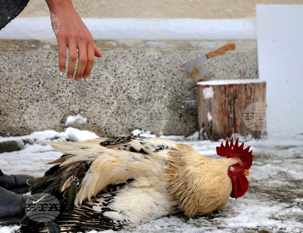 Село Кривини - Петльовден - Деня на мъжката рожба