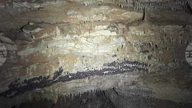 Рядък прилеп от вида „Бехщайнов нощник“ обитава пещера „Бисерна" в Шуменското плато