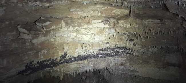 Рядък прилеп от вида Бехщайнов нощник обитава пещера Бисерна в Шуменското плато