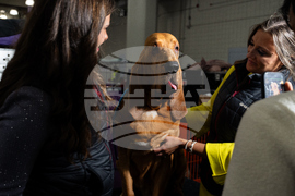 Westminster Dog Show