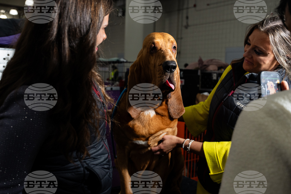Westminster Dog Show