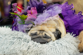 Westminster Dog Show