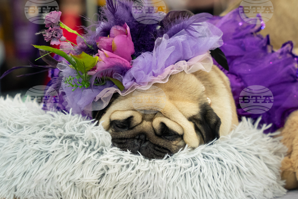 Westminster Dog Show