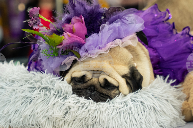 APTOPIX Westminster Dog Show