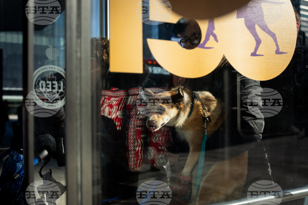 Westminster Dog Show