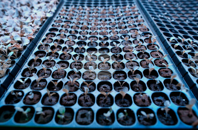 Be Well Climate Choices Vegetable Garden