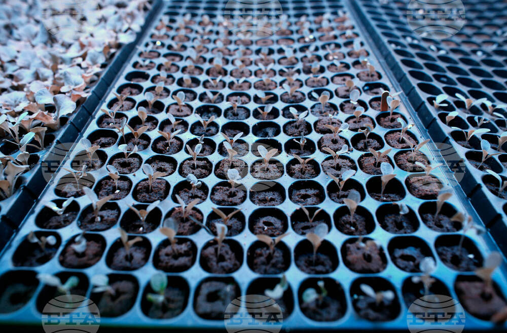 Be Well Climate Choices Vegetable Garden