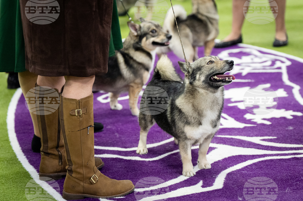 Westminster Dog Show