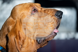 Westminster Dog Show
