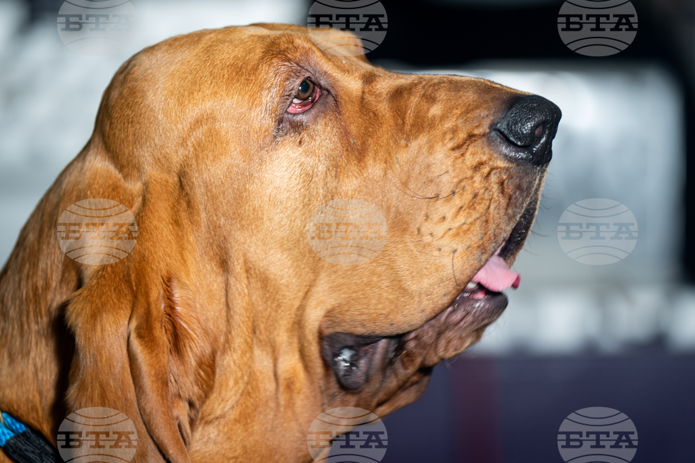 Westminster Dog Show