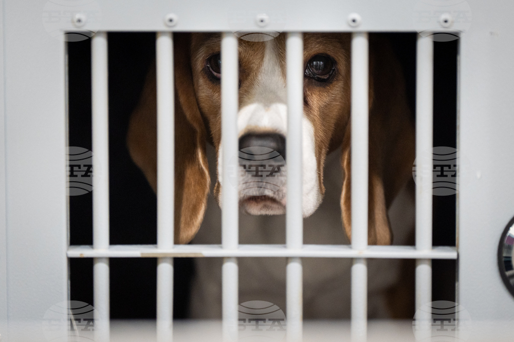 Westminster Dog Show