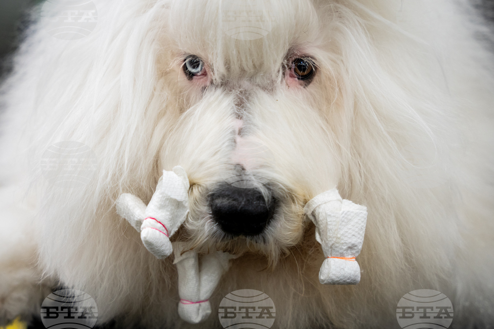 APTOPIX Westminster Dog Show