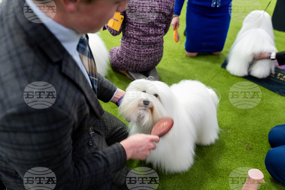 Westminster Dog Show