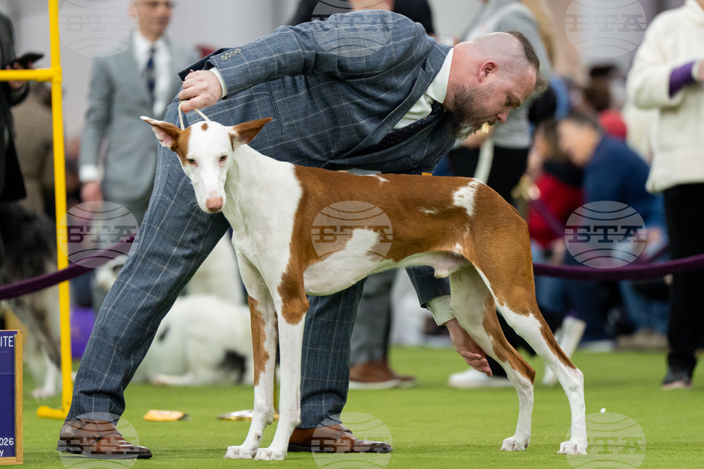 Westminster Dog Show