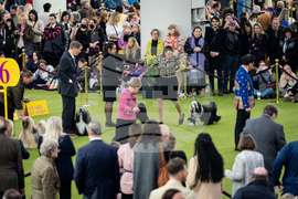 Westminster Dog Show