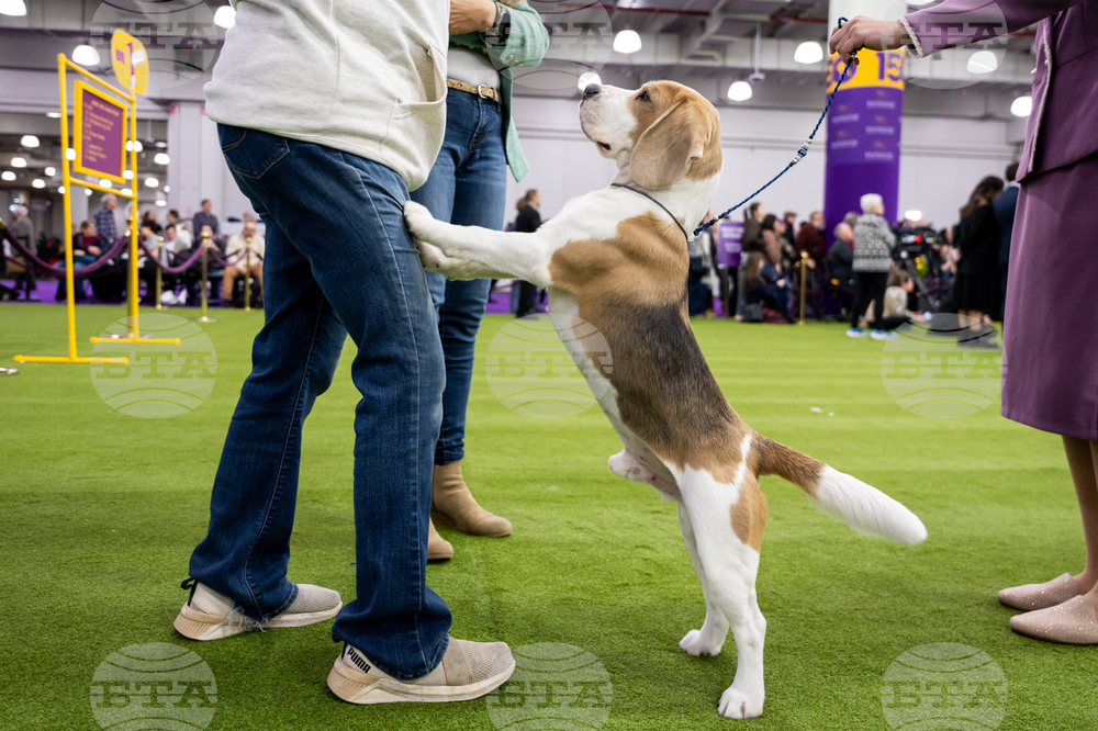 Westminster Dog Show
