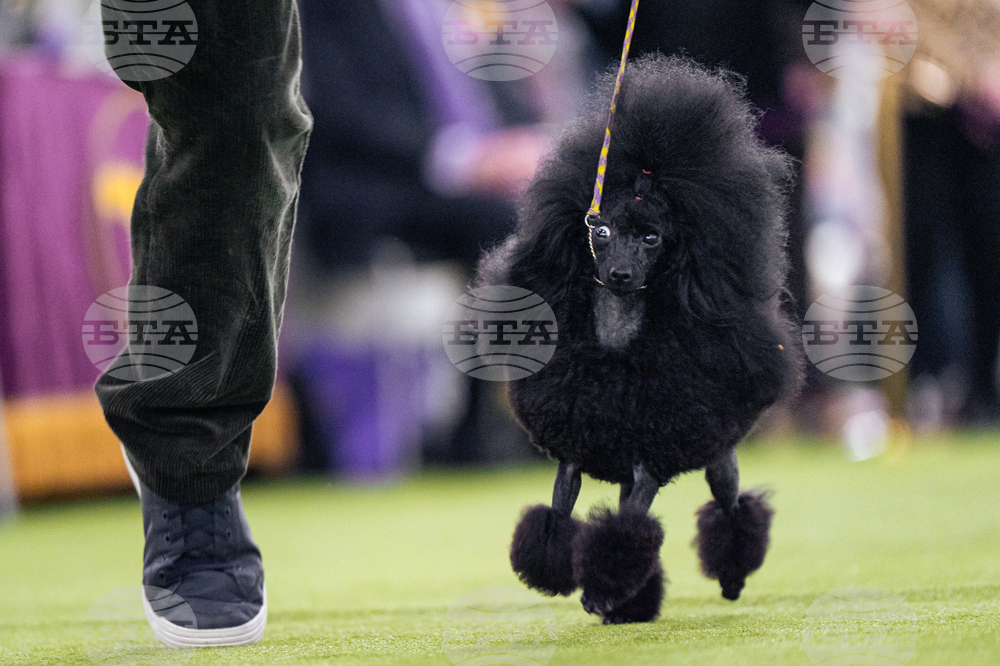 Westminster Dog Show