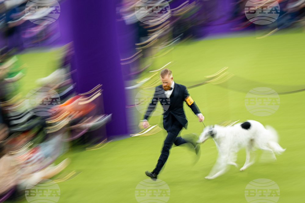 Westminster Dog Show