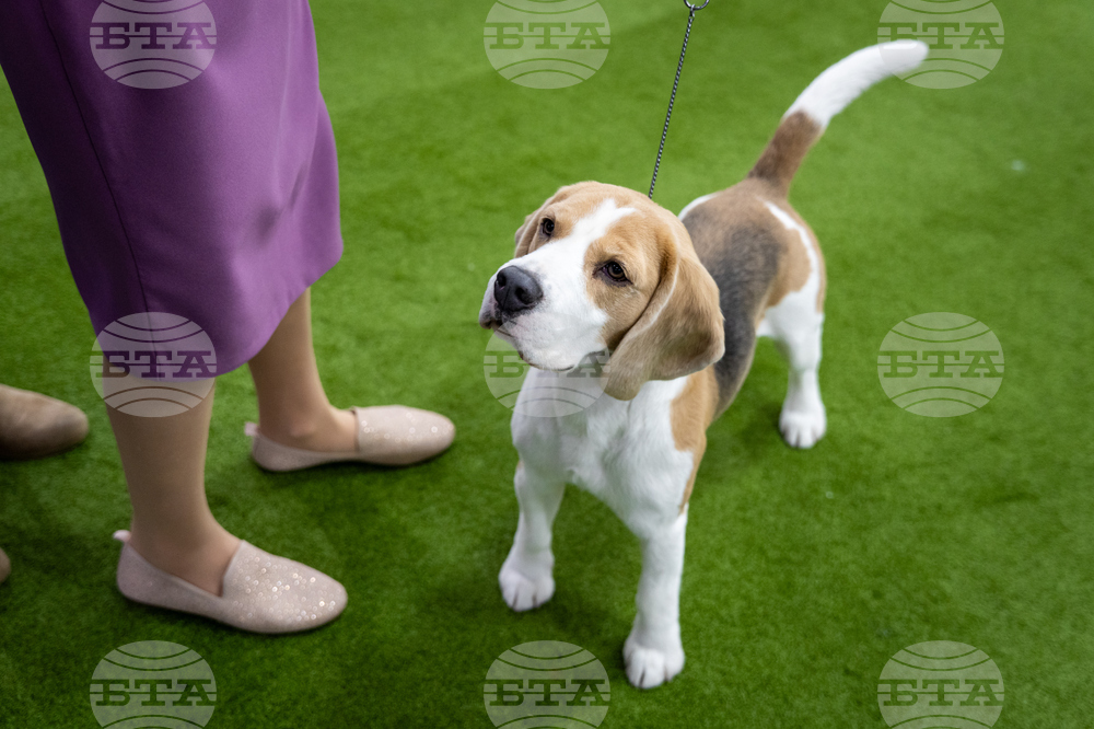 Westminster Dog Show