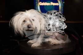 Golden Paws Dog Fashion Show