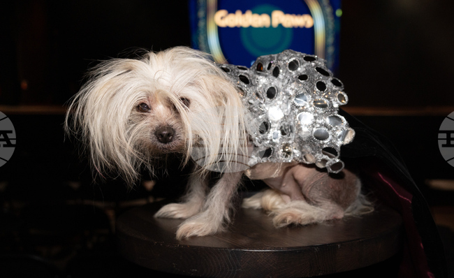 Golden Paws Dog Fashion Show