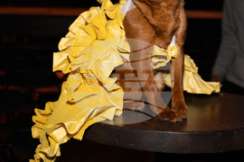 Golden Paws Dog Fashion Show