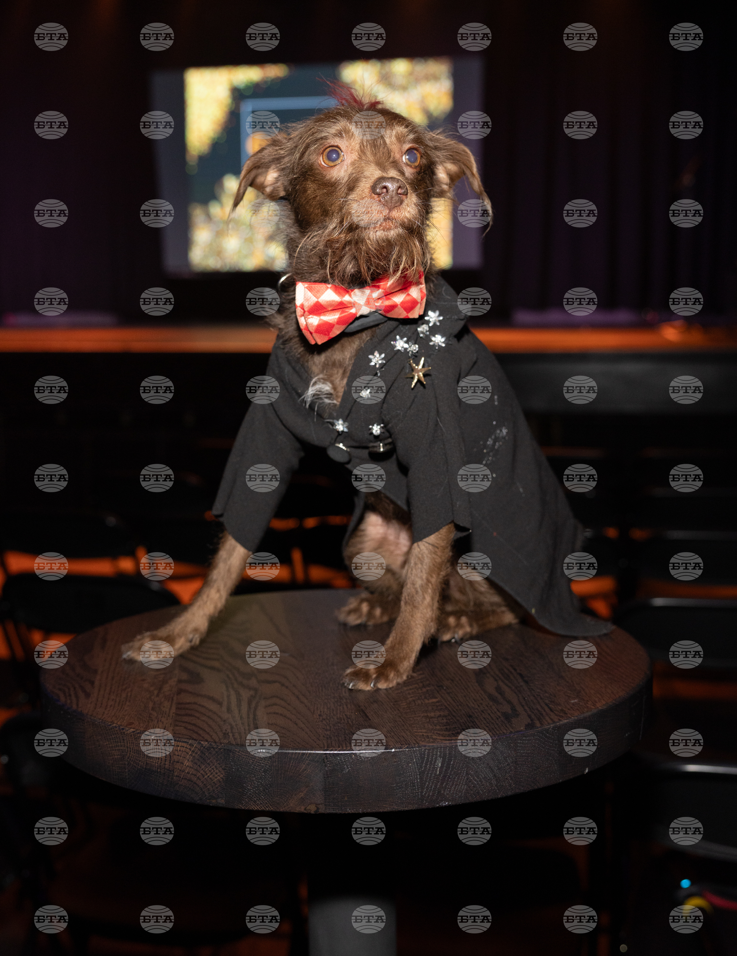 Golden Paws Dog Fashion Show