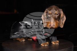 Golden Paws Dog Fashion Show