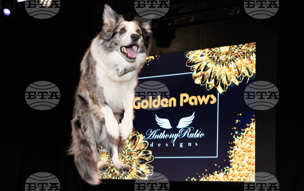 Golden Paws Dog Fashion Show