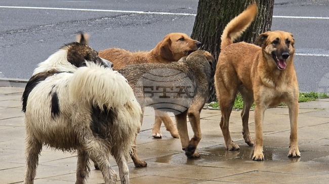 Община Петрич започва кампания за безплатна кастрация на мъжки домашни кучета