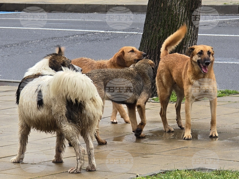 Над 150 хиляди лева е платила през 2025 г. Община Кърджали за обезщетения по дела на ухапани от кучета