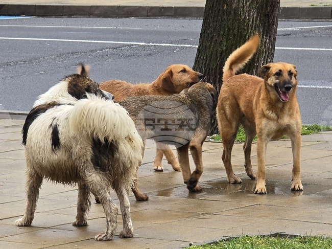 Над 150 хиляди лева е платила през 2025 г. Община Кърджали за обезщетения по дела на ухапани от кучета