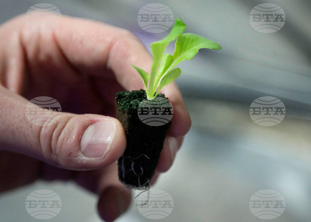 Be Well Climate Choices Vegetable Garden