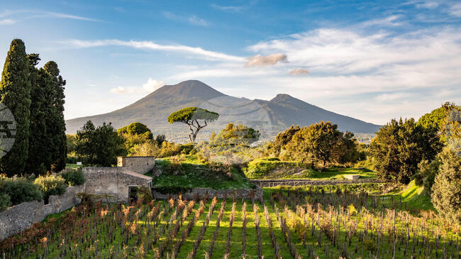Европейският парламент обсъди пакет от мерки за подкрепа на винопроизводителите 