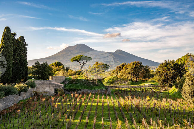 Italy Pompeii Vineyards