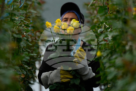 APTOPIX Colombia Flowers