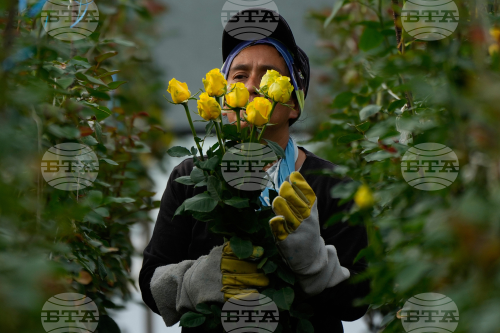 APTOPIX Colombia Flowers