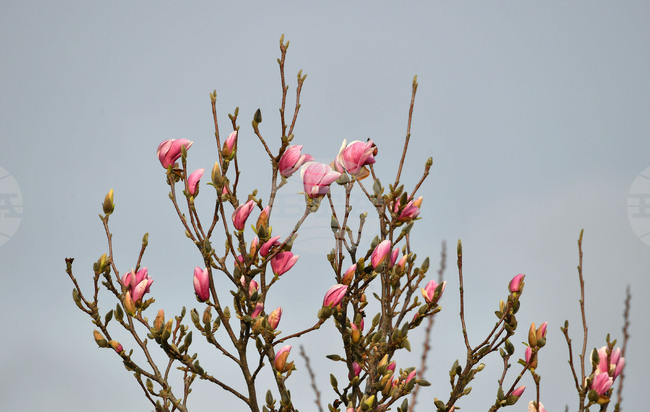 Село Голям Поровец - магнолия