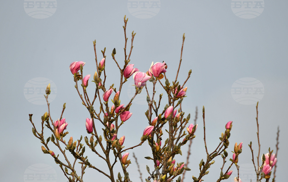 Село Голям Поровец - магнолия