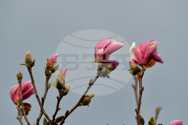 Село Голям Поровец - магнолия