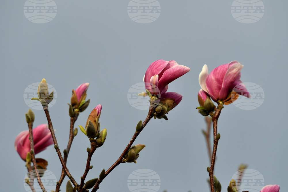 Село Голям Поровец - магнолия