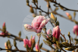 Село Голям Поровец - магнолия