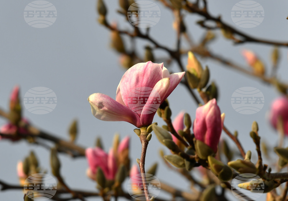 Село Голям Поровец - магнолия