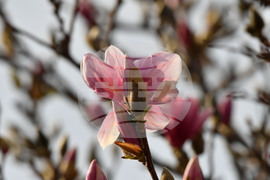 Село Голям Поровец - магнолия