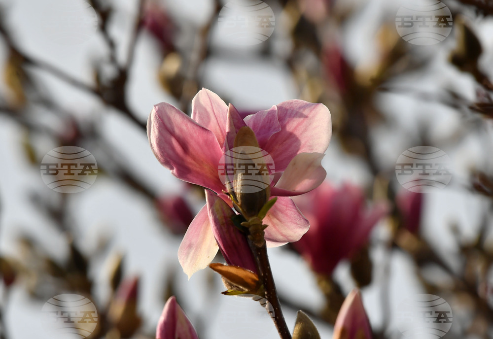 Село Голям Поровец - магнолия