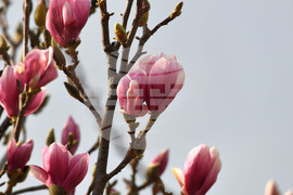 Село Голям Поровец - магнолия