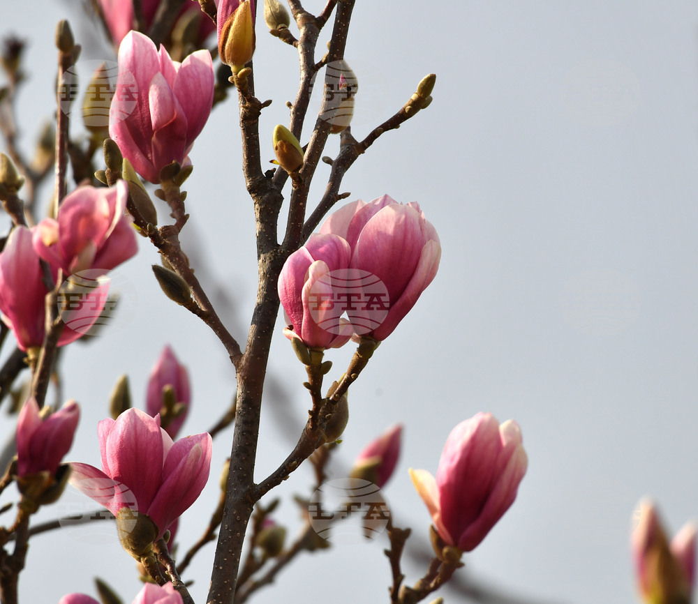 Село Голям Поровец - магнолия