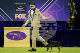Westminster Dog Show