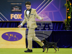 Westminster Dog Show